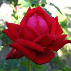 Бардовая роза надувается