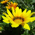Жёлто-лепестковый цветок